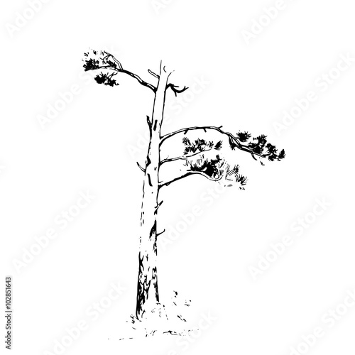 Ink sketch scotch fir