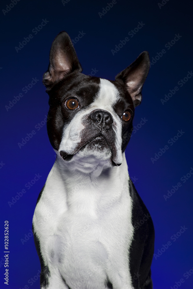 Boston Terrier On blue backdrop