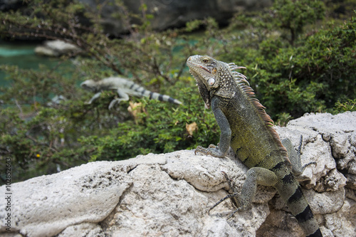 Iguana at Playa Lagun, Curacao