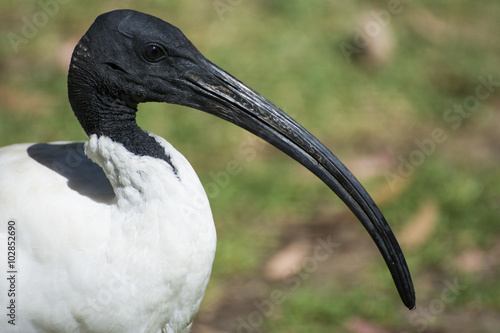 Australian White Ibis bird