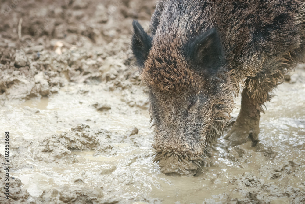Wild boar digging mud Stock Photo | Adobe Stock