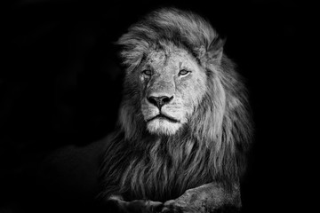 Ingelijste posters Voor haar Leeuw Romeo in Masai Mara Kenia  © maggymeyer