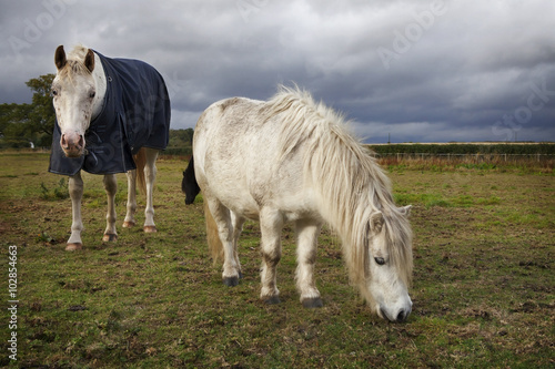 white horse in horse cloth and pony