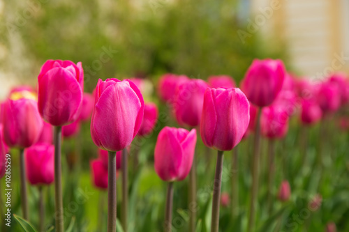 Pink tulips