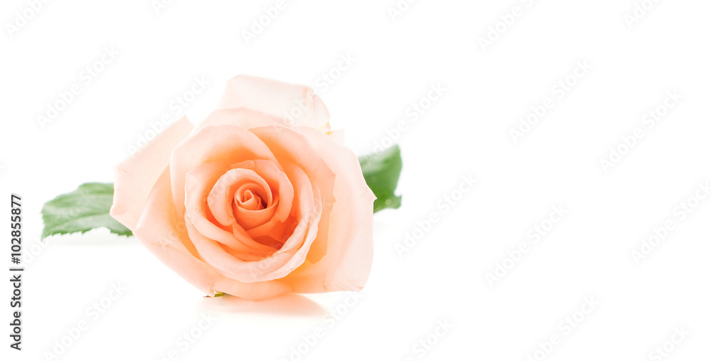 Coral rose Coral rose