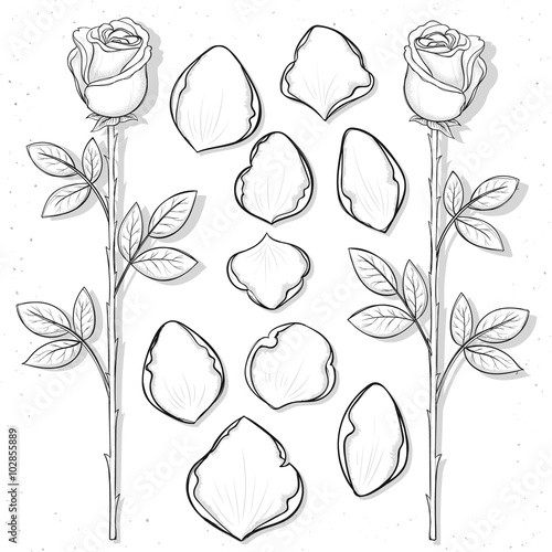 Isolated rose and petals handmade in sketch style. Sketch of flower. Roses petals for design cards and posters, collages and presentations, web design, background. Retro design. Vintage style. 