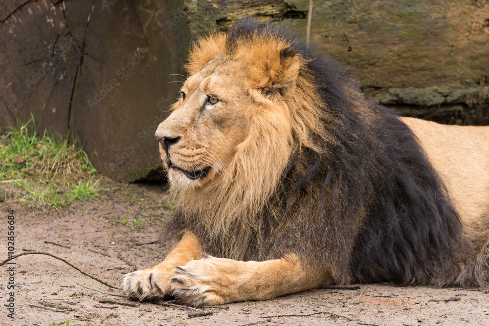 Obraz premium Löwe im Park