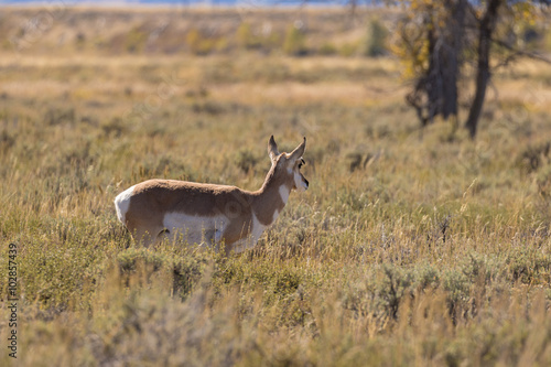 Fototapeta Naklejka Na Ścianę i Meble -  Pronghorn Antelope Doe 