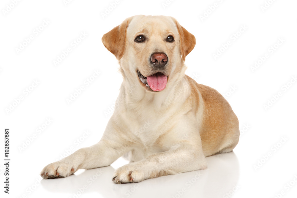 Young happy Labrador dog - obrazy, fototapety, plakaty 