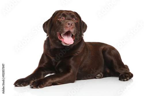 Fototapeta Naklejka Na Ścianę i Meble -  Chocolate Labrador retriever