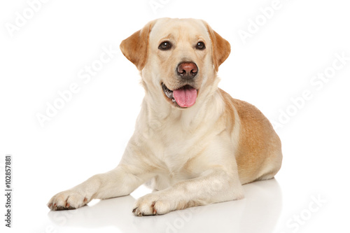 Young happy Labrador dog photo