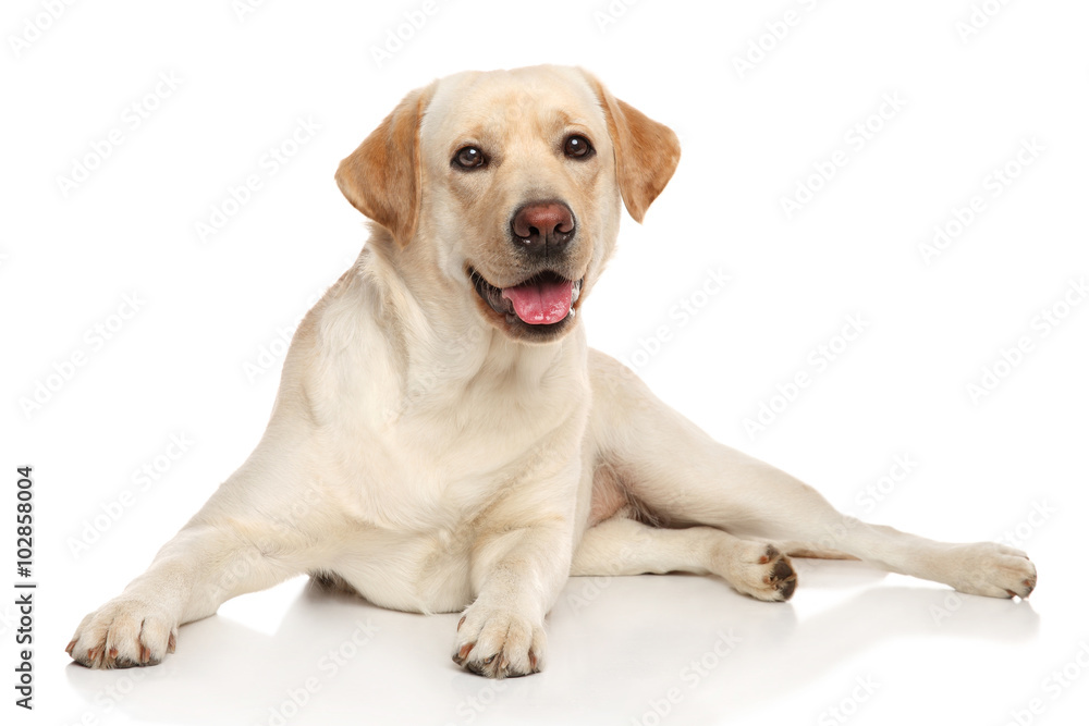 Happy Labrador retriver dog
