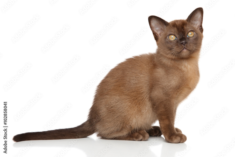 Chocolate Burmese kitten