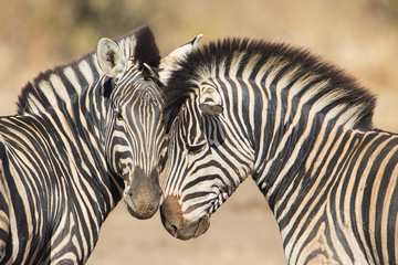 Plexiglas schilderij Eetkamer Cuddles between two zebras, Kruger Park, South Africa  © lnichetti