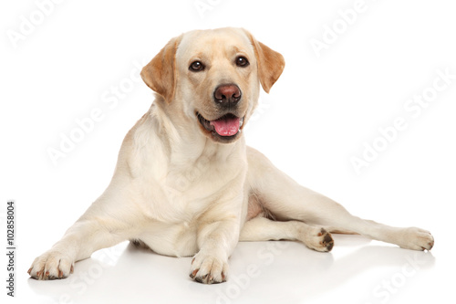 Happy Labrador retriver dog