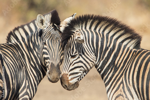 Cuddles between two zebras, Kruger Park, South Africa