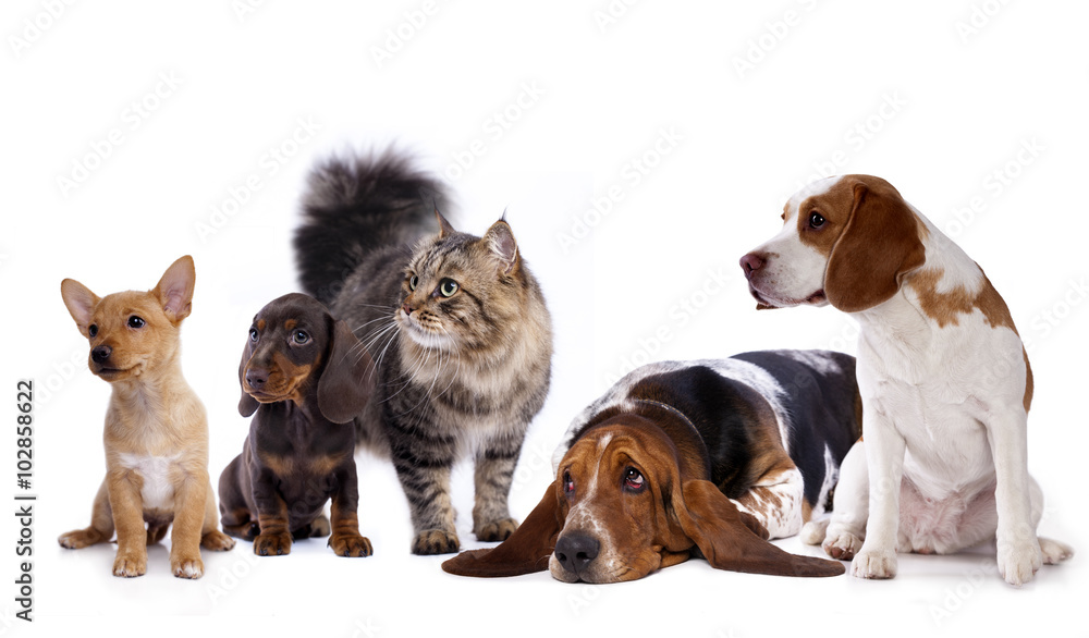 Fototapeta premium cat and dog, dachshund puppy chocolate color and cat