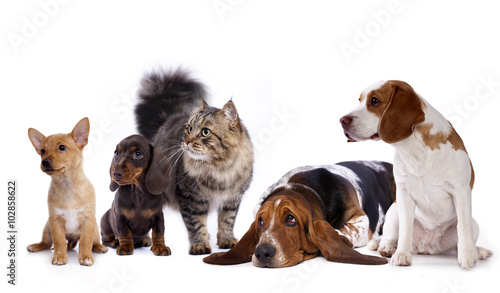 Fototapeta Naklejka Na Ścianę i Meble -  cat and dog, dachshund puppy chocolate color and cat