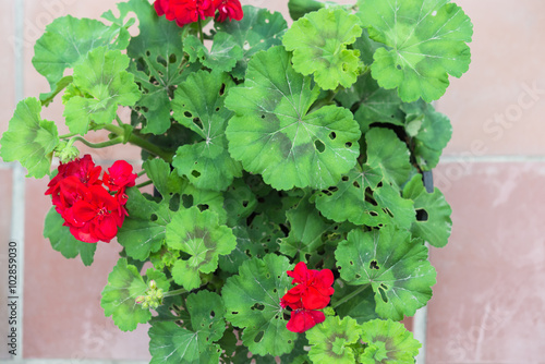 Fototapeta Naklejka Na Ścianę i Meble -  Aerial view at caterpillar damage pelargonium in pot on terrace