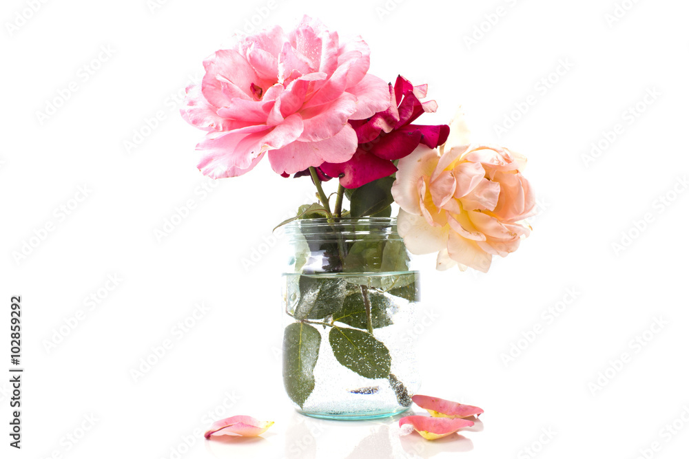 Obraz premium bouquet of blooming roses in pot