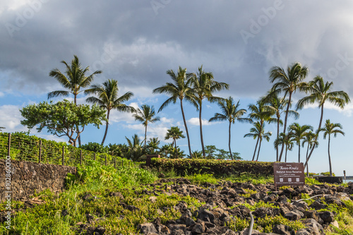 Palm trees on the Lava Fields