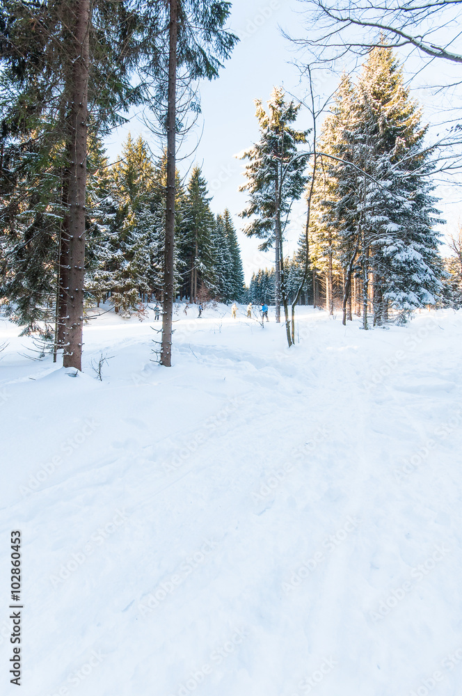 Snowy Forest Landscape Snowy Forest Landscape