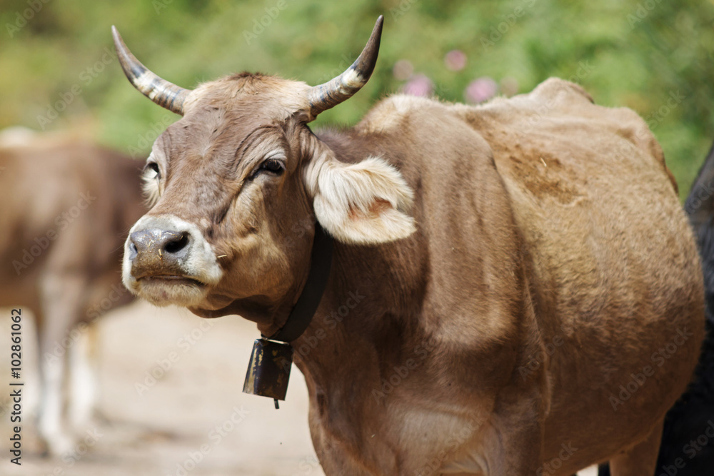Mucca Mucca