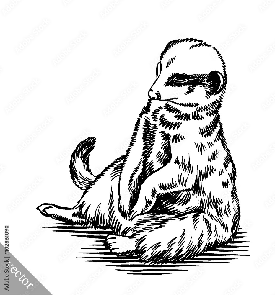 engrave ink draw meerkat illustration Stock Vector Adobe Stock