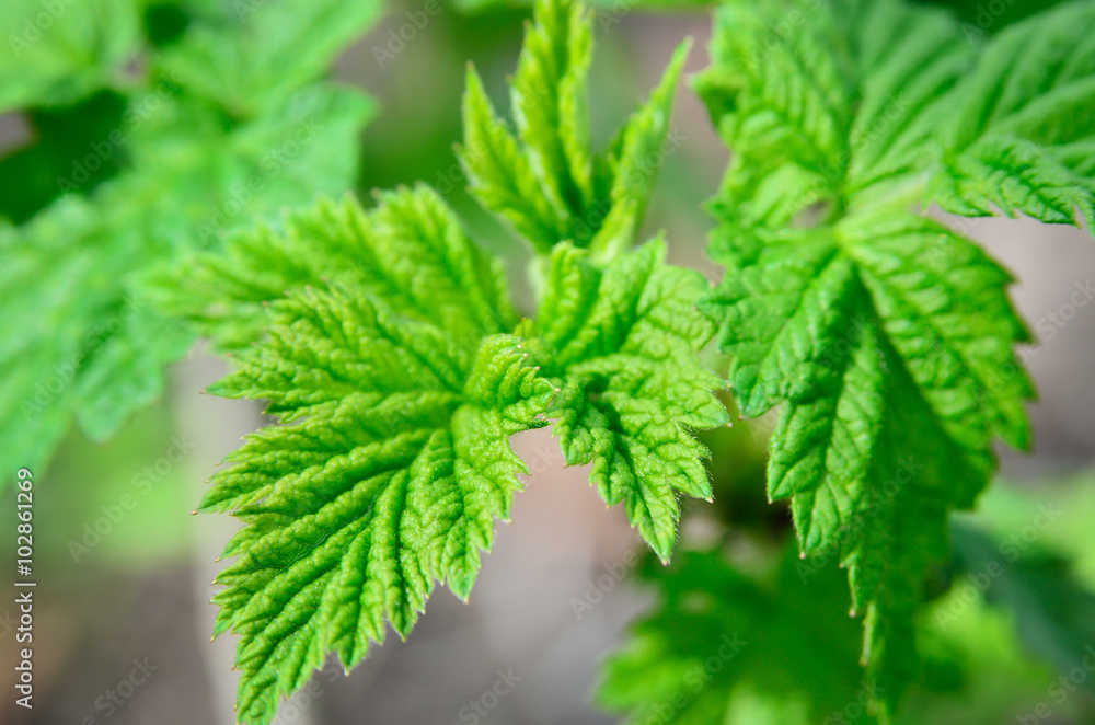 Young green leaves of raspberry, blossomed on the branches Young green leaves of raspberry, blossomed on the branches