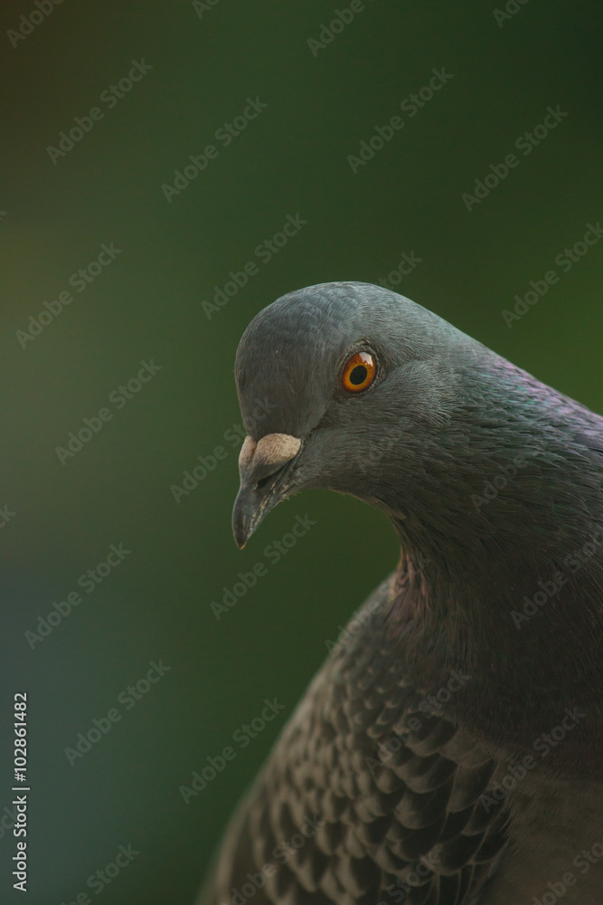 Portrait einer Taube Portrait einer Taube