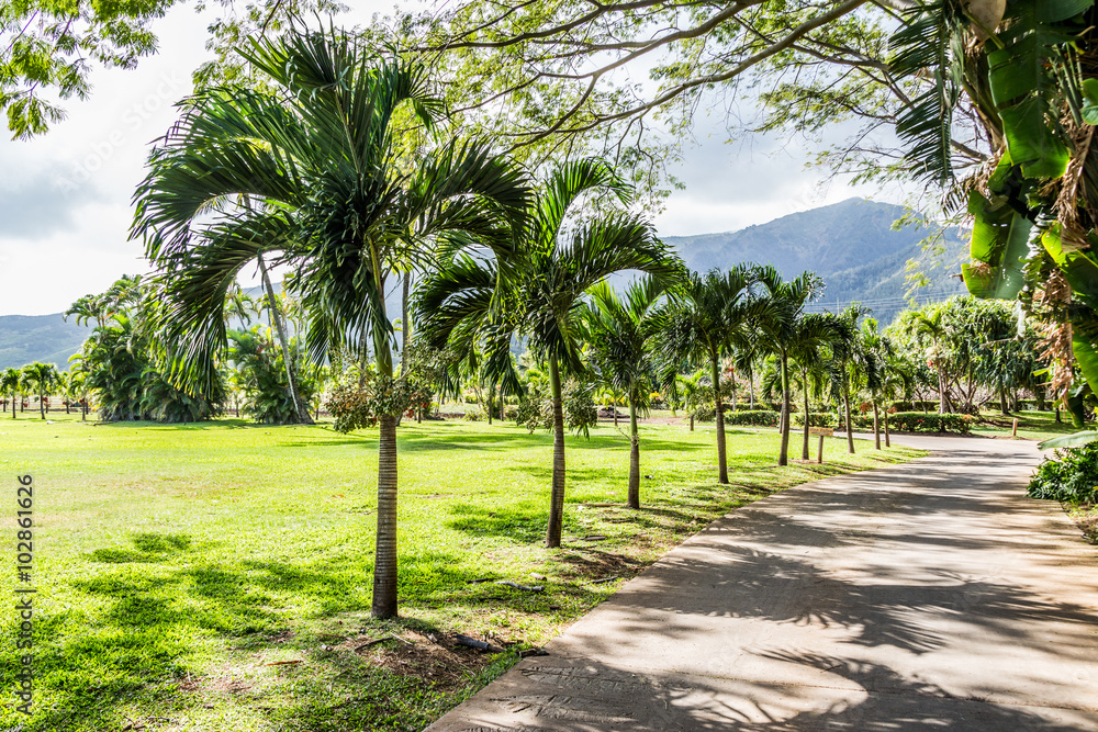 Tropical Trees - Maui