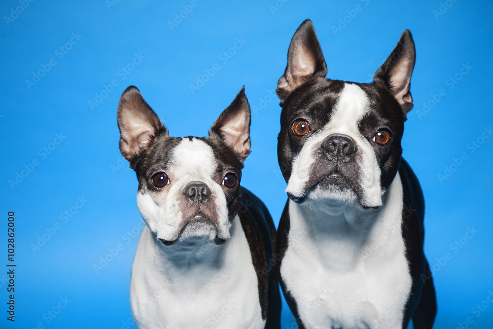 Boston Terriers blue background - obrazy, fototapety, plakaty 