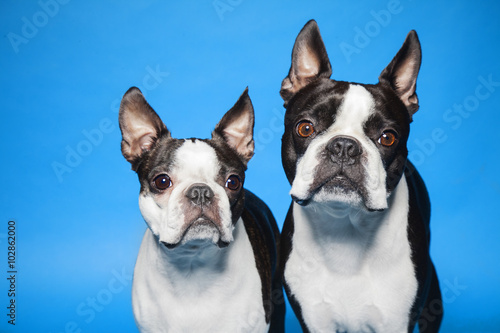 Boston Terriers blue background