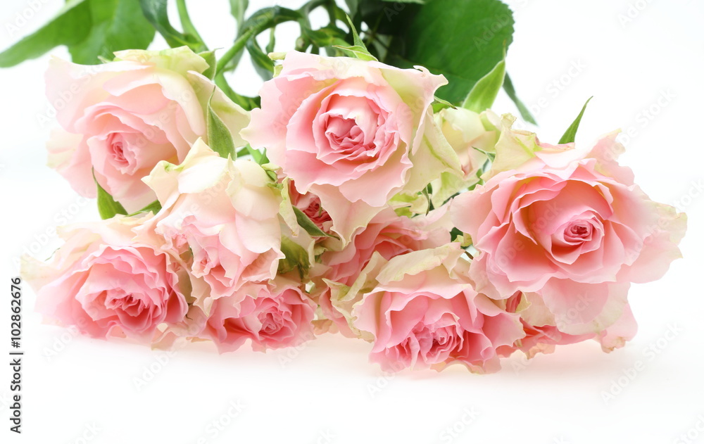 薔薇 薔薇