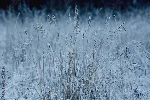 winter background dry grass snow