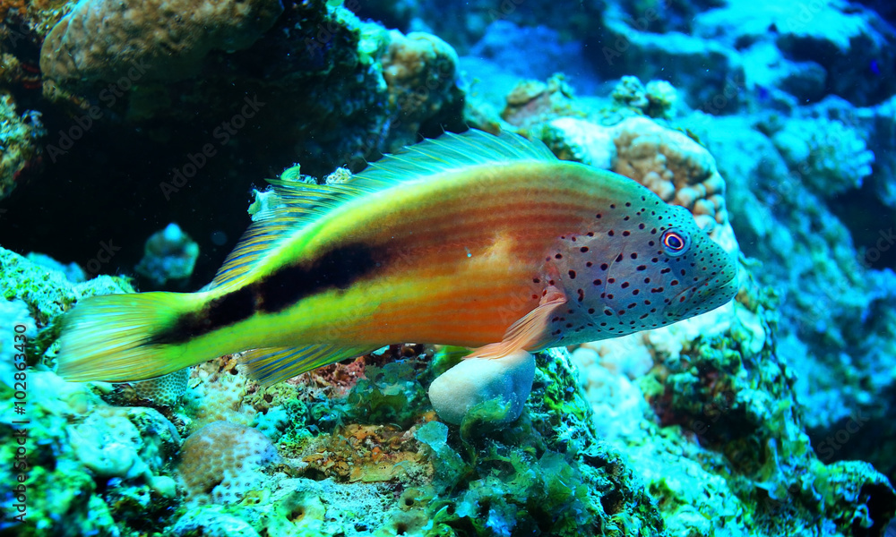 Underwater tropical sea view