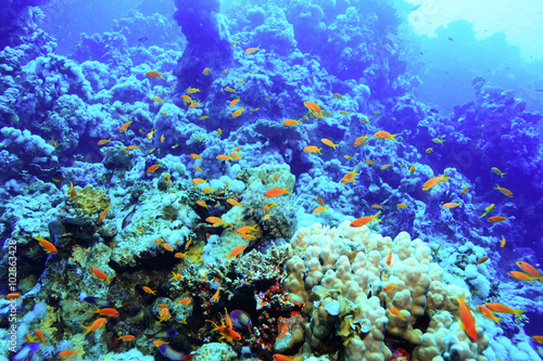 Fototapeta Naklejka Na Ścianę i Meble -  coral fish underwater background