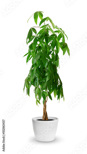 Pachira aquatica a potted plant isolated over white