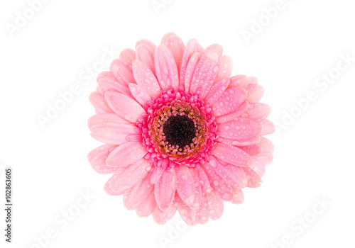 Pink gerbera