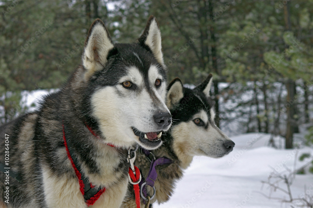 Two Siberian Huskies standing together, watching
