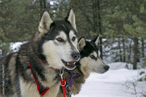 Two Siberian Huskies standing together  watching