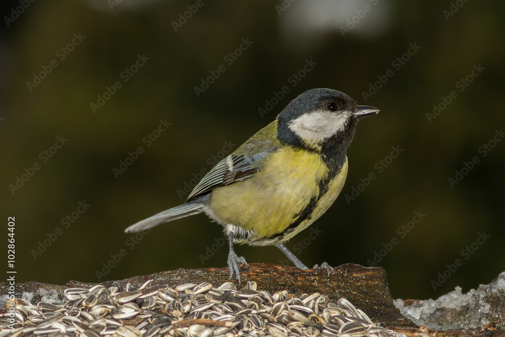 Obraz premium Cinciallegra in primo piano alla mangiatoia, cinciallegra su albero, cinciallegra su tronco