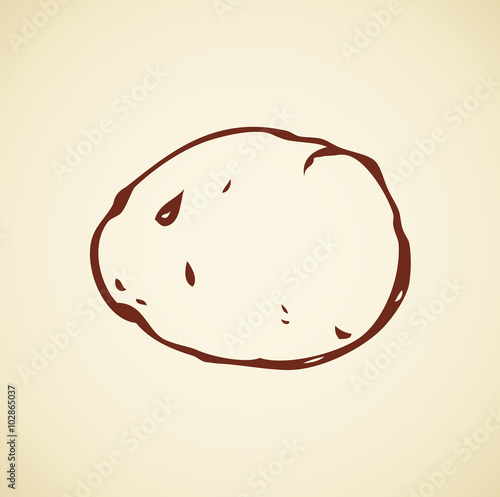 Potato. Vector drawing