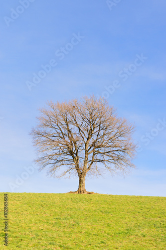 Single tree in winter sun