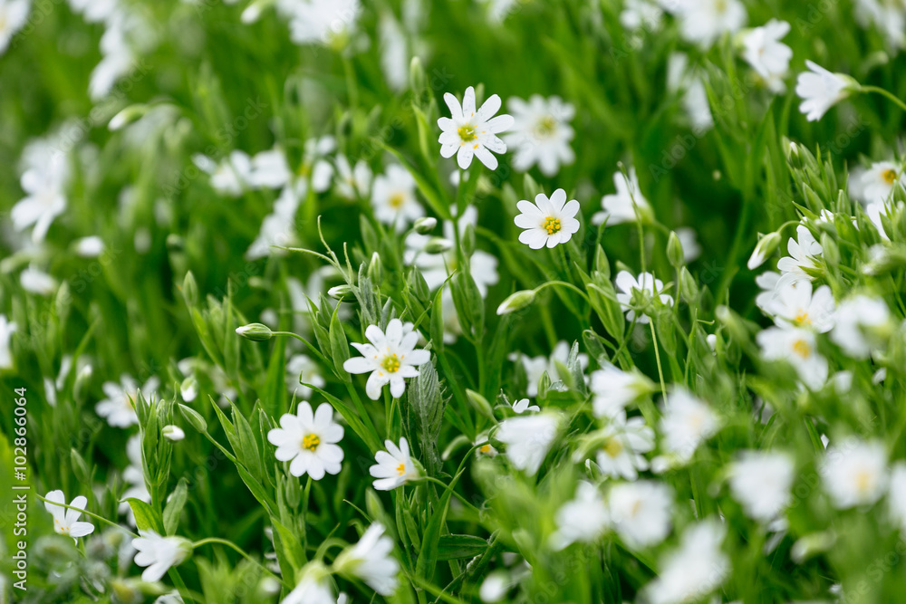 White Spring Forest Flower Caryophillaceae Stellaria White Spring Forest Flower Caryophillaceae Stellaria