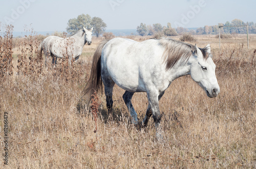 Horse  white  pedigree  meadow  field  horse  horse  animal graz