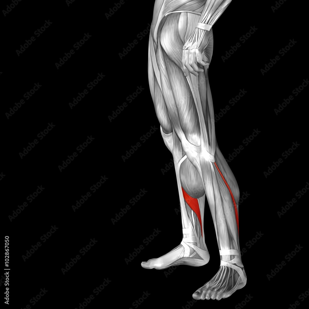 Conceptual 3D human front lower leg muscle anatomy Conceptual 3D human front lower leg muscle anatomy