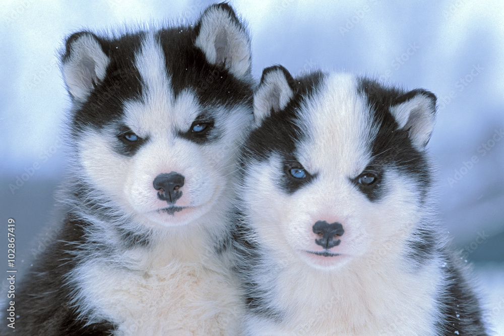 images of cute husky puppies