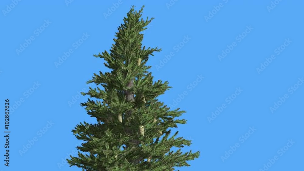 Norway Spruce Top of Tree Branches and Cones Picea Abies Coniferous Evergreen Tree is Swaying at The Wind Green Needle-Like Leaves Tree in Windy Day Norway Spruce Top of Tree Branches and Cones Picea Abies Coniferous Evergreen Tree is Swaying at The Wind Green Needle-Like Leaves Tree in Windy Day