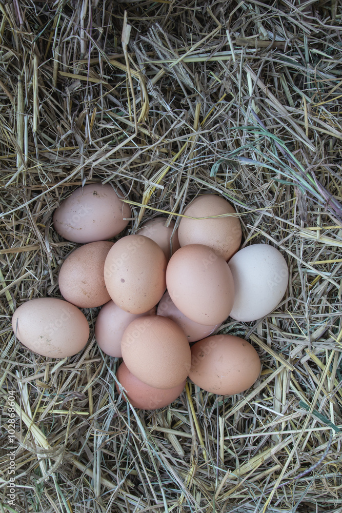Egg Egg
